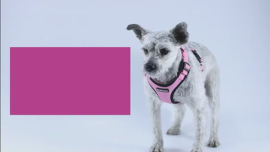 Summer Reflective Puppy Medium Dog Harness for Small Dogs Mesh Padded Chihuahua Yorkies Harnesses Mascotas Accessories Supplies